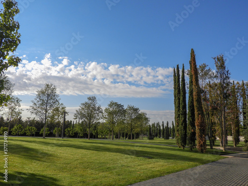 trees in the park