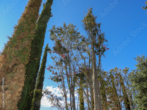 tall pine trees
