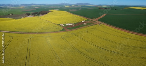 Canola fields in full bloom near Napier and Bredasdorp in the Western Cape photo
