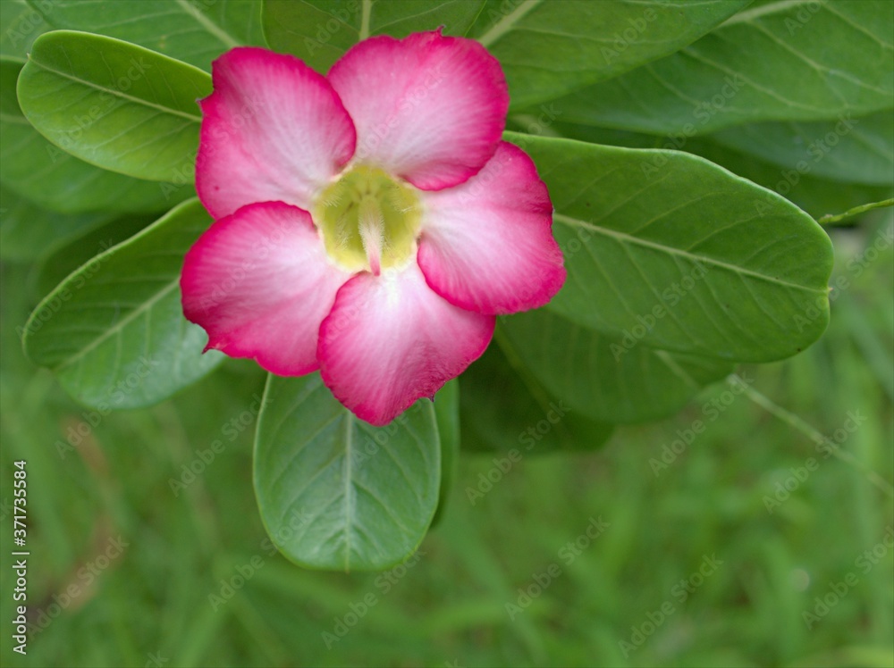Closeup pink petals of desert rose flower plants in garden with blurred background ,macro image, sweet color for card design ,soft focus Closeup pink petals of desert rose flower plants in garden with blurred background ,macro image, sweet color for card design ,soft focus
