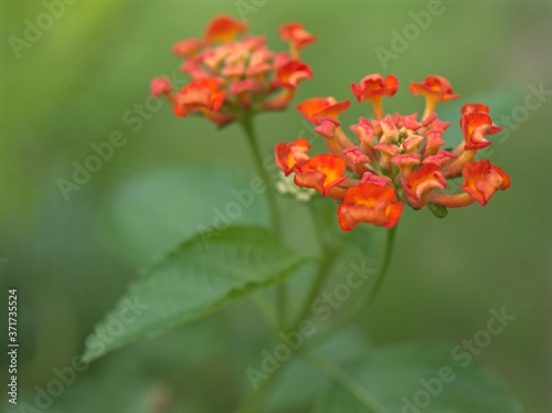 Closeup red ,orange colorful of west indian lantana camara flowers plants in garden with green blurred background .macro image ,sweet color for card design ,soft focus © Suganya