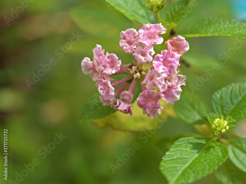 Closeup pink of west indian lantana camara flowers plants in garden with green blurred background .macro image ,sweet color for card design ,soft focus