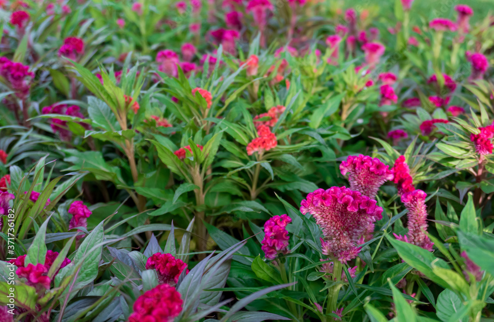 Field of beautiful red Cockscomb or Crested celosia in the park on blurred background in garden with morning light. Field of beautiful red Cockscomb or Crested celosia in the park on blurred background in garden with morning light.