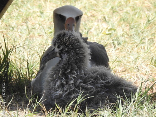 Laysan Albatross photo