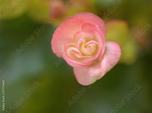 Closeup pink petals of begonia flowers plants in garden with green blurred background ,macro image ,sweet color for card design ,soft focus