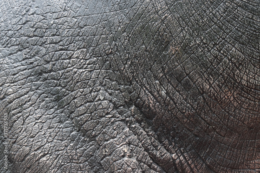 Fototapeta premium Detail of dinosaur thick animal skin texture