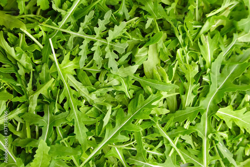 Fresh green arugula or ruccola slalad leaves texture background