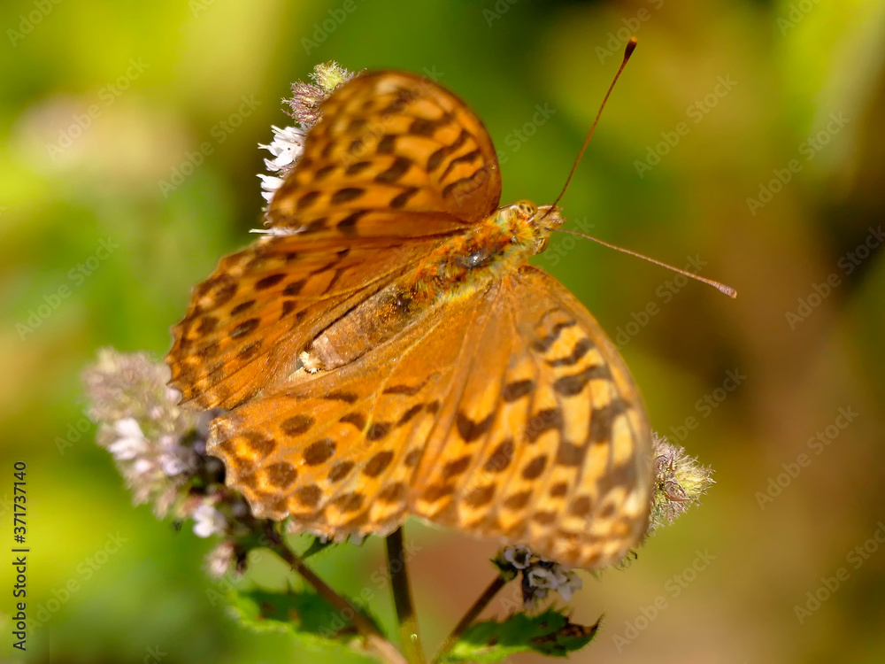 Silver-washed fritillary on a flower of a peppermint