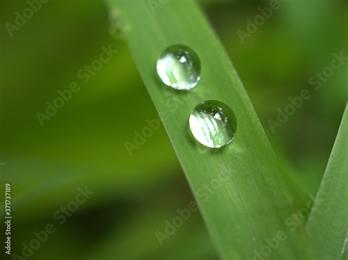 Closeup water droplets on green leaf with blurred background ,macro image ,soft focus ,dew on leaves ,drops on grass for card design