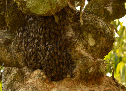 small honeycomb covered with bees on a tree bark. 