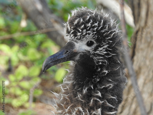 Laysan Albatros