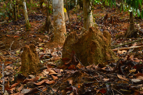 Image of an Anthill in the forest. 