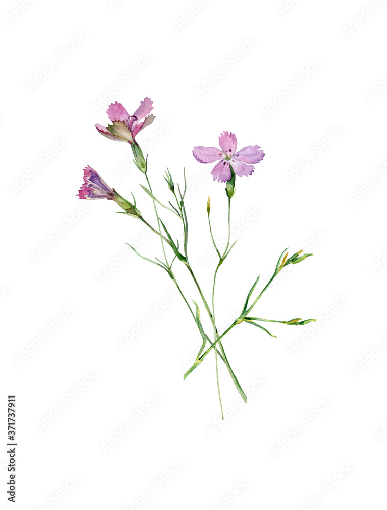 Watercolor bouquet of wild pink carnations on white background