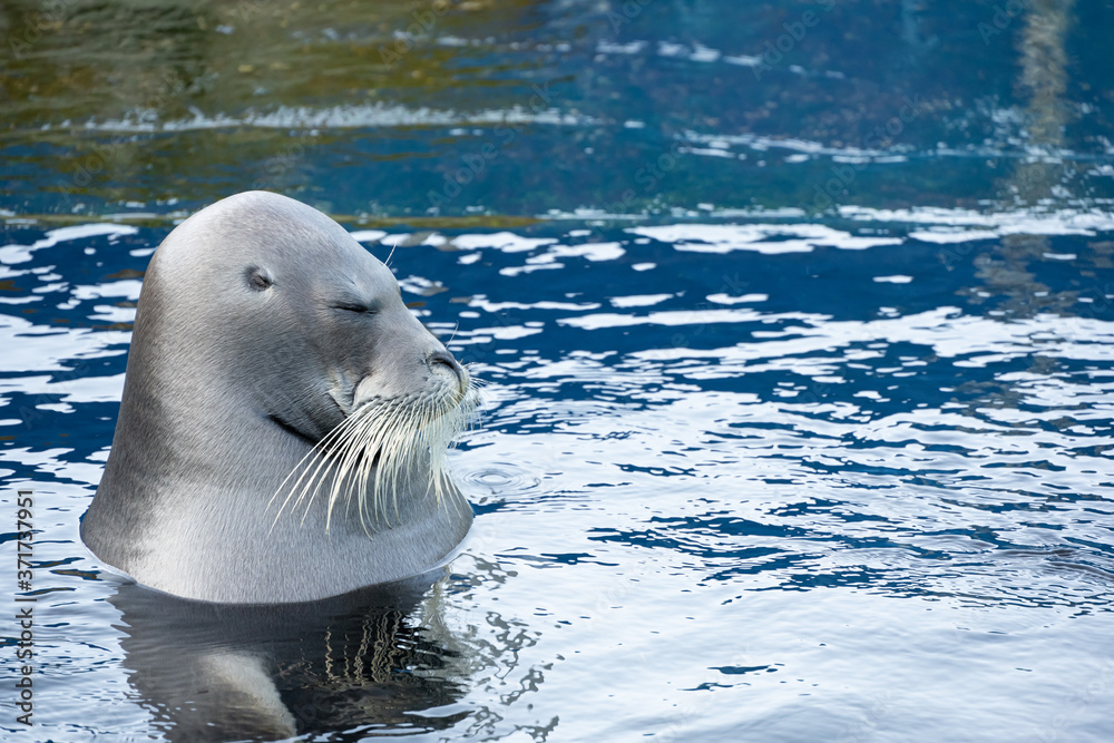 アゴヒゲアザラシ Stock Photo Adobe Stock
