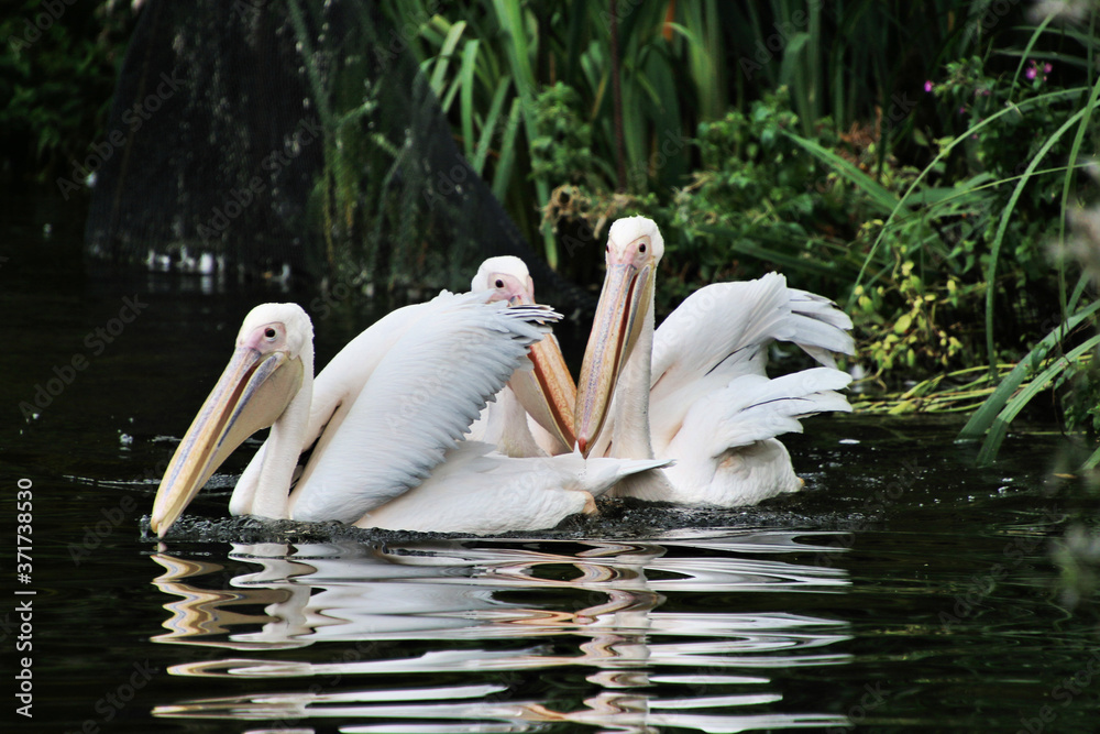 A view of a Pelican in London A view of a Pelican in London