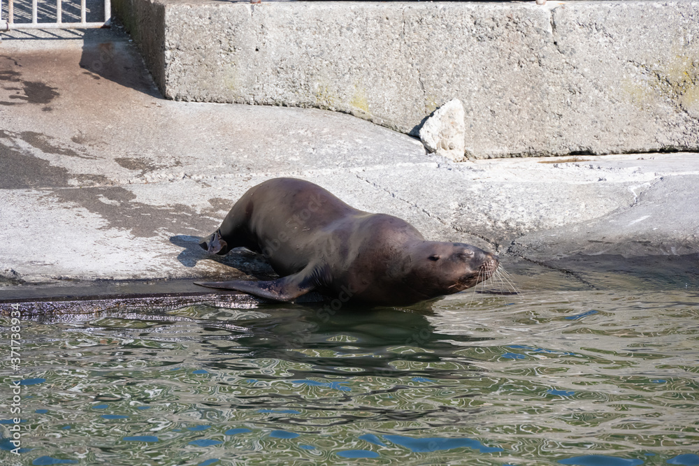 Obraz premium トド