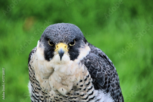A Peregrine Falcon