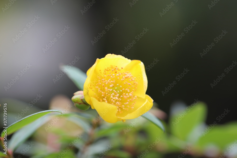 山吹色のヒペリカムの花
The bright yellow Tutsan flower. 山吹色のヒペリカムの花
The bright yellow Tutsan flower.