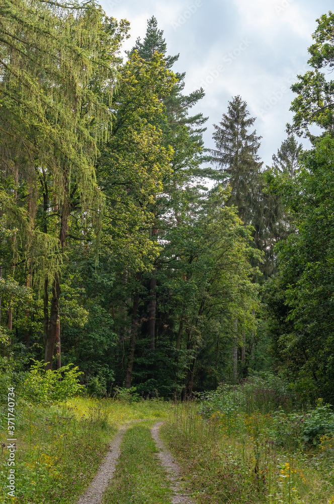Landschaft im Sommer