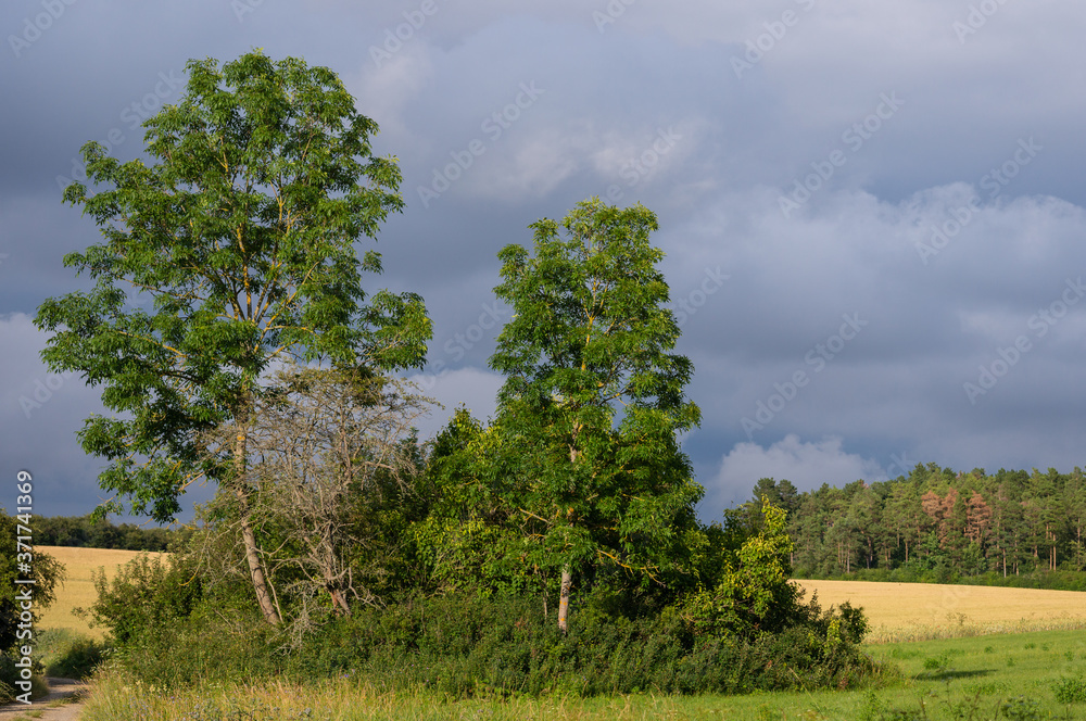 Obraz premium Landschaft im Sommer