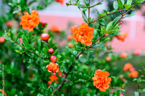 Close up of beautiful small vivid orange red pomegranate flowers in full bloom on blurred green background, photographed with soft focus in a garden in a sunny summer day. © Cristina Ionescu