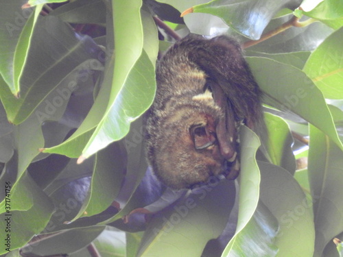 Hawaiian Hoary Bat