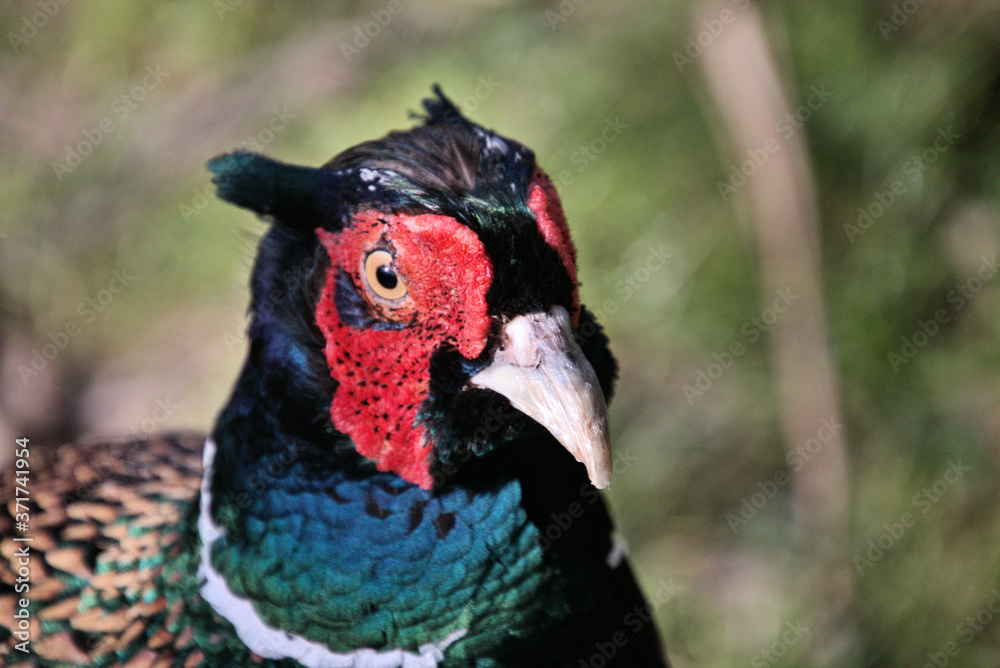A view of a Pheasant at Leighton Moss Nature Reserve