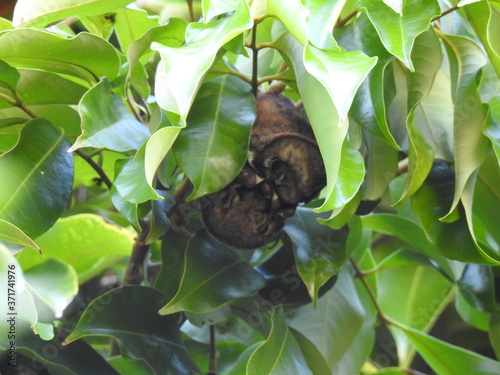Hawaiian Hoary Bat