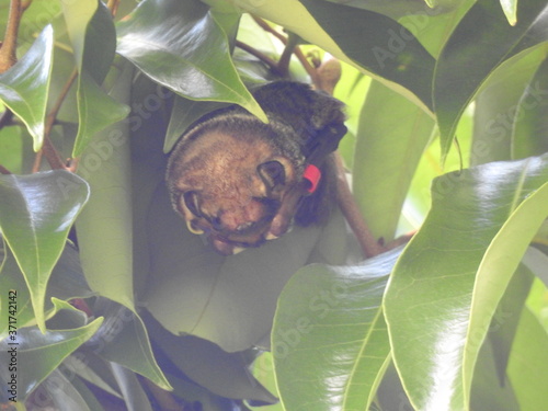 Hawaiian Hoary Bat