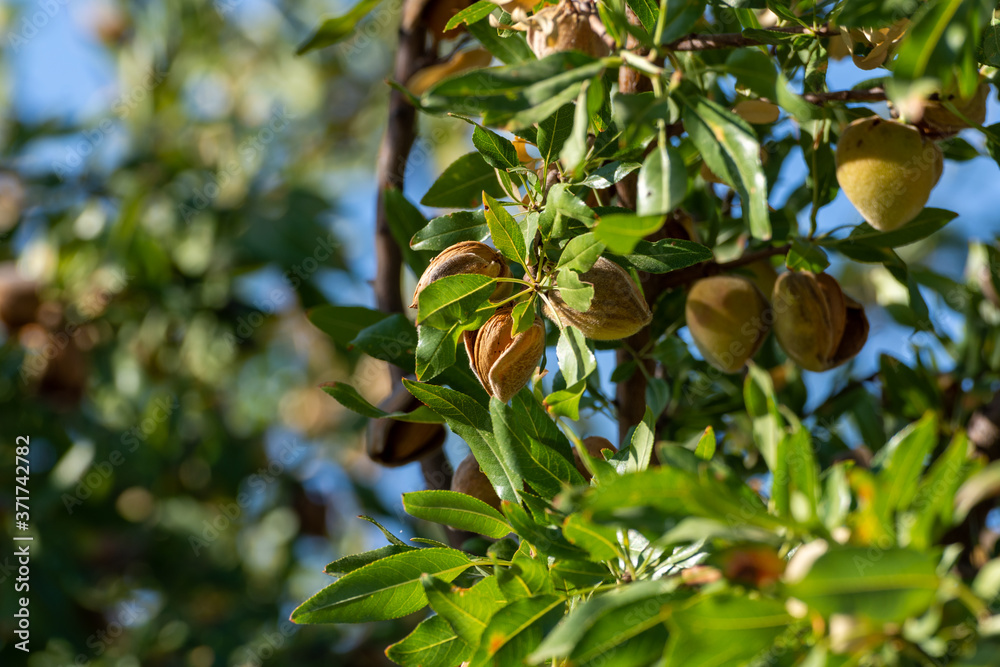 Almonds ripening on a tree branch