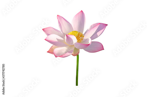 Lotus flower isolated on white background © Nisathon Studio