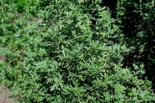Close up of fresh green leaves of Artemisia absinthium, known as grand wormwood or absinthe, in a garden in a sunny spring day, background photographed with soft focus.