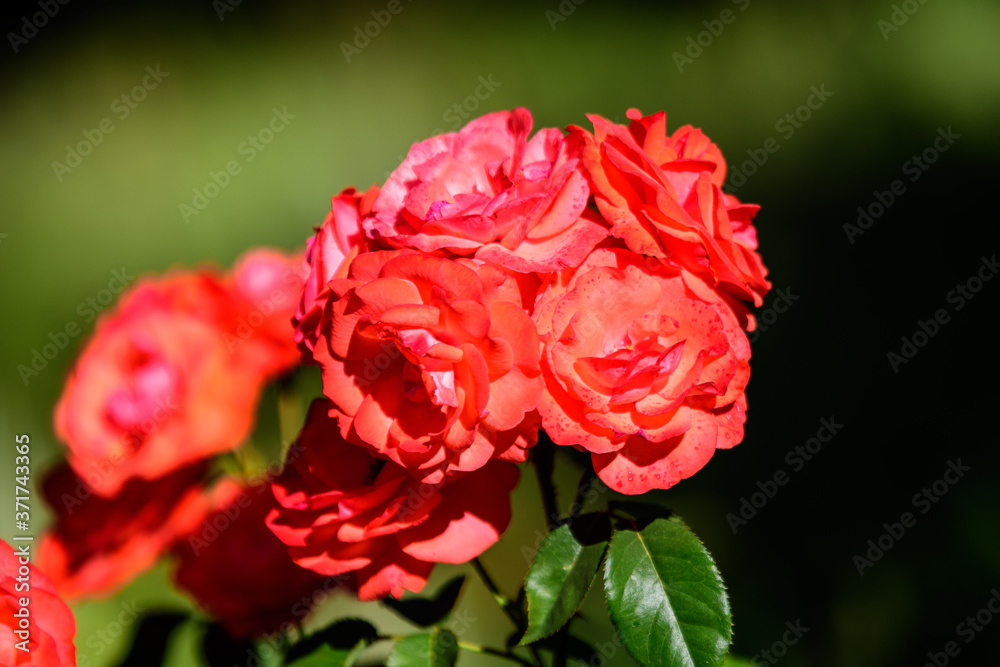 Close up of many delicate vivid red roses in full bloom and green leaves in a garden in a sunny summer day, beautiful outdoor floral background photographed with soft focus. Close up of many delicate vivid red roses in full bloom and green leaves in a garden in a sunny summer day, beautiful outdoor floral background photographed with soft focus.