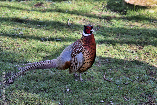 A view of a Pheasant at Leighton Moss Nature Reserve photo