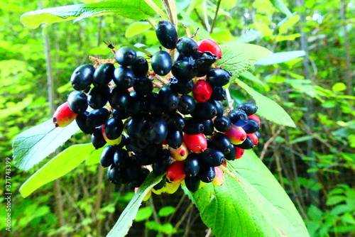 Viburnum Früchte photo