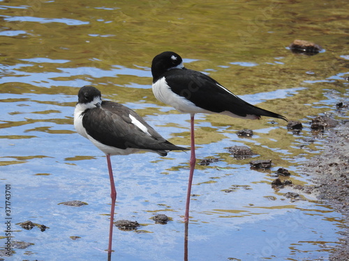 Hawaiian Waterbirds