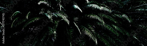 dark green plam plant background. abstract green plams leaves in dark tone.