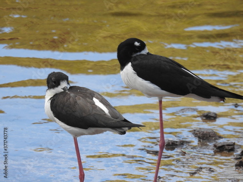 Hawaiian Waterbirds