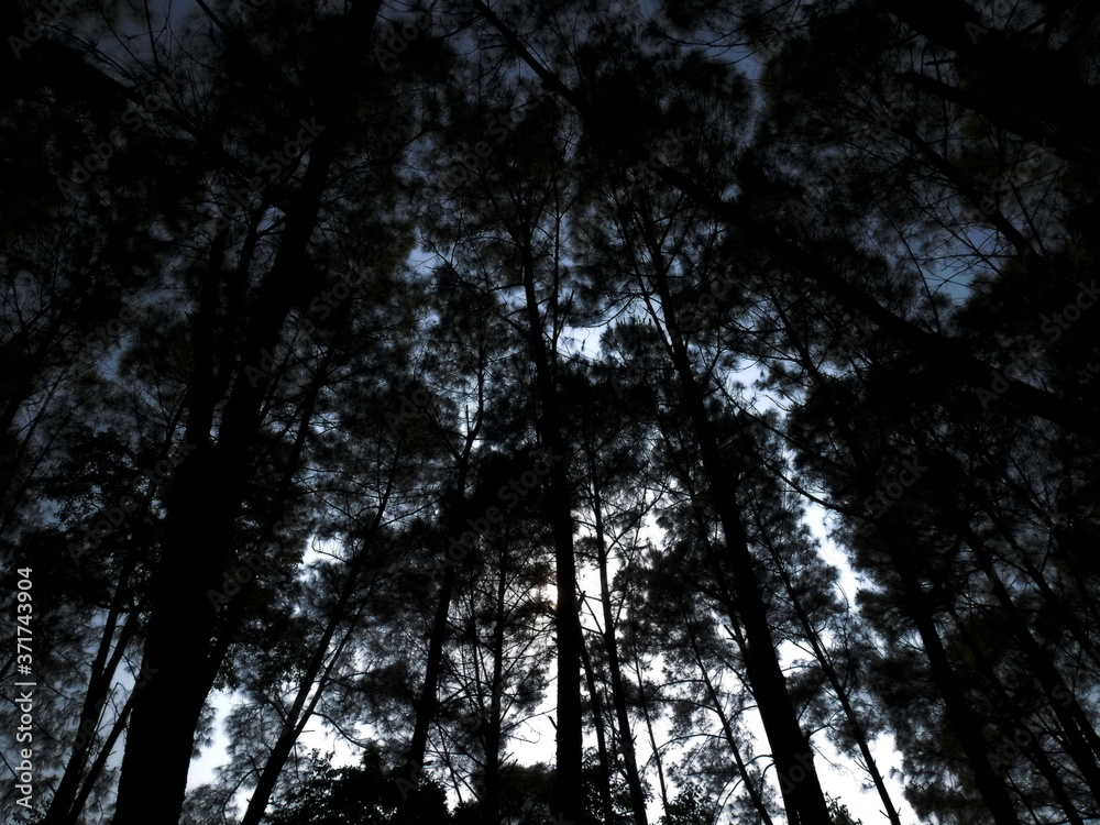 Fototapeta premium silhouette pine plant ,tree pattern abstract background