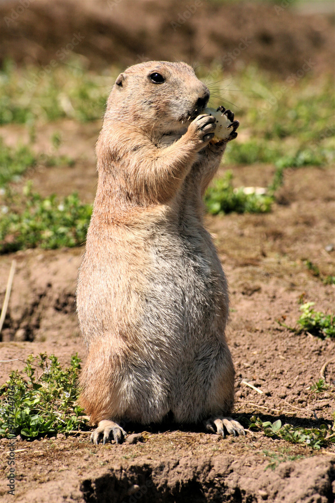 Fototapeta premium A view of a Prairie Dog
