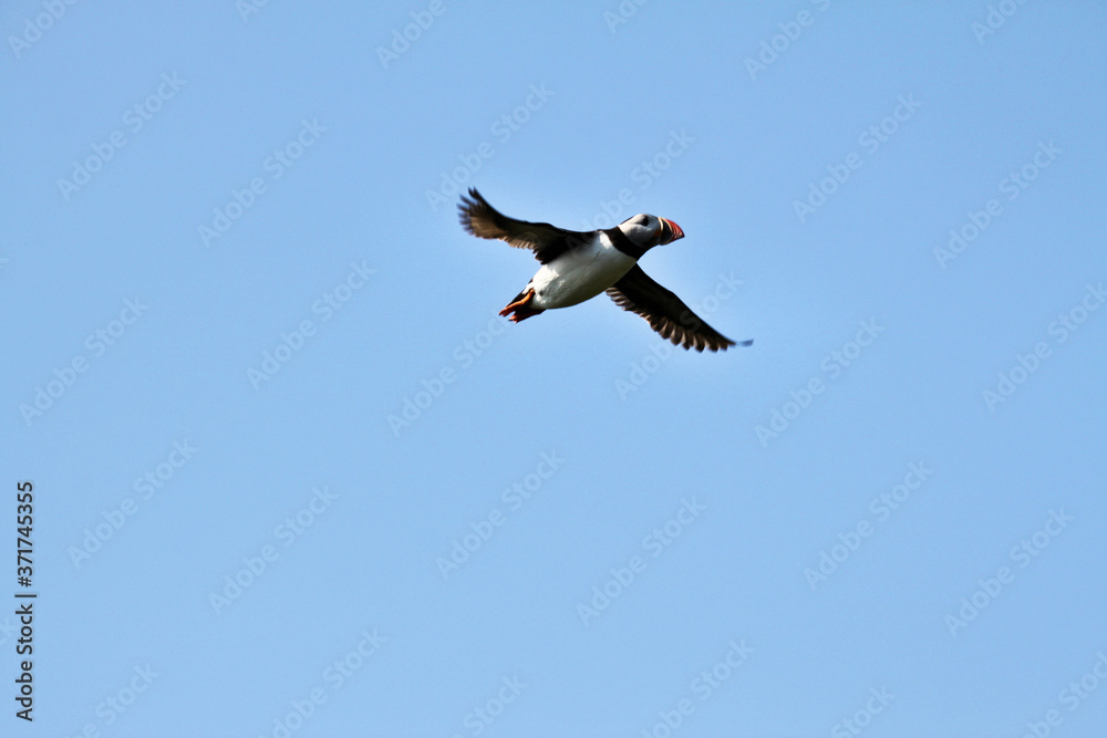 A puffin in flight over Farne Islands A puffin in flight over Farne Islands