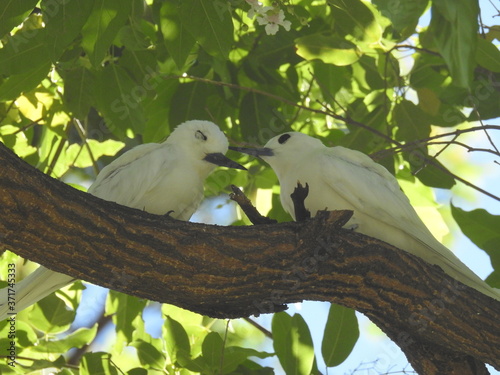 Hawaii White Tern