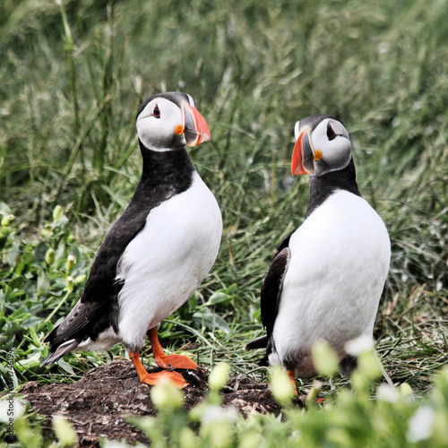 A view of a Puffin on Farne Islands in the UK