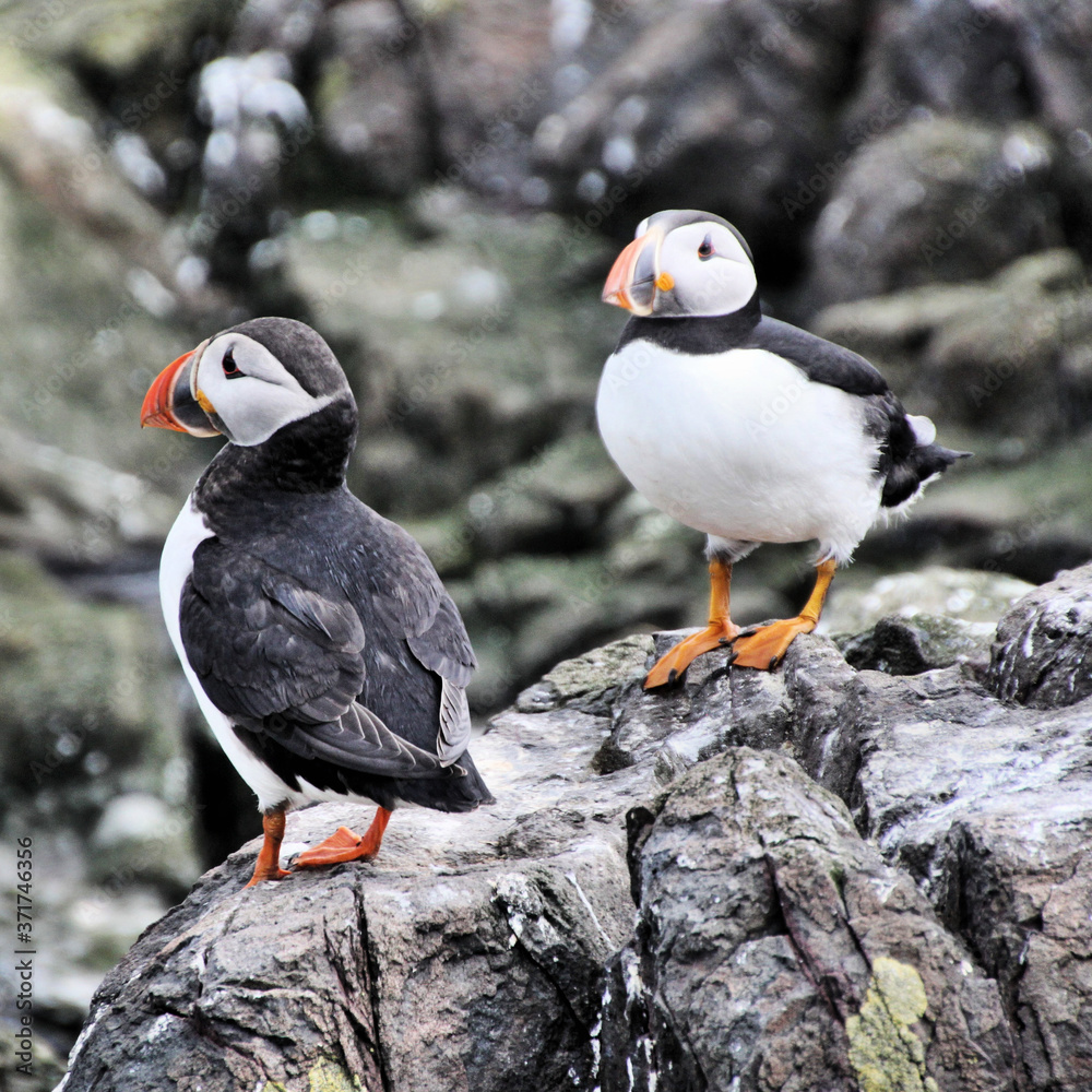 A view of a Puffin on Farne Islands in the UK A view of a Puffin on Farne Islands in the UK