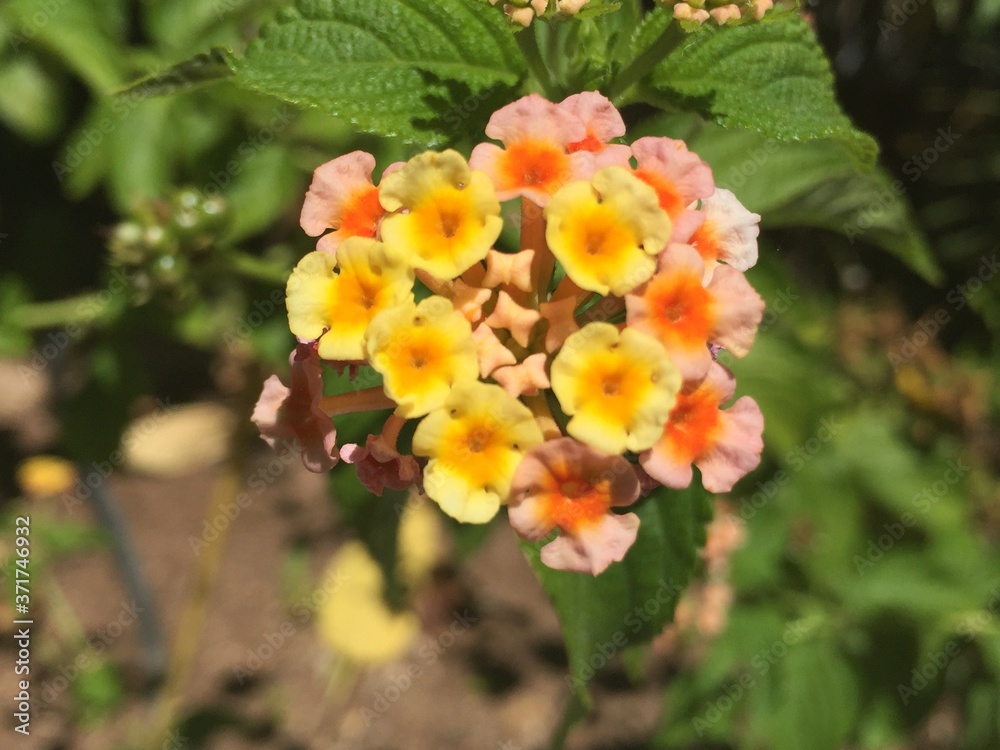 lantana camara flower lantana camara flower