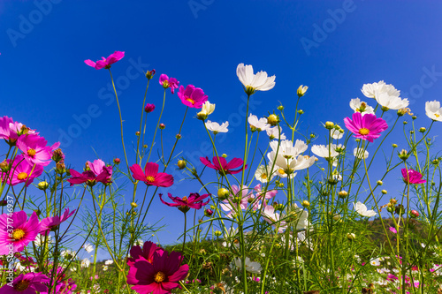 Pink and white cosmos flowers in the garden with blue sky  background