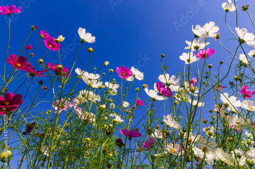 Fototapeta Naklejka Na Ścianę i Meble -  Pink and white cosmos flowers in the garden with blue sky  background
