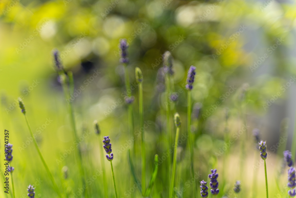 Obraz premium Lavendel