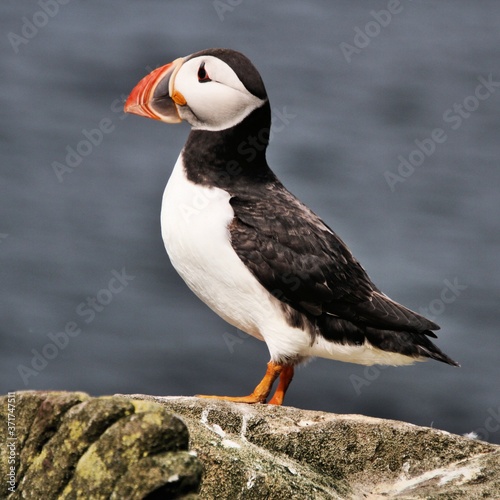 A view of a Puffin on Farne Islands