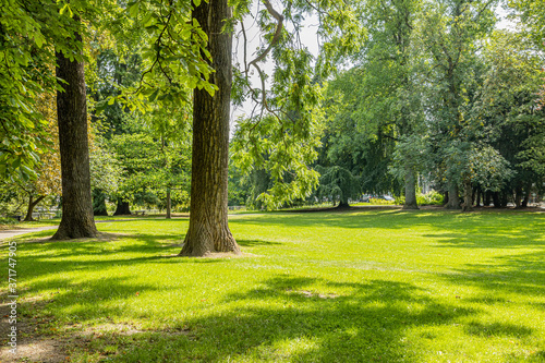 Two huge tree trunks on green grass surrounded by trees with abundant foliage, sunny summer day in the public Maastricht city park, South Limburg in the Netherlands